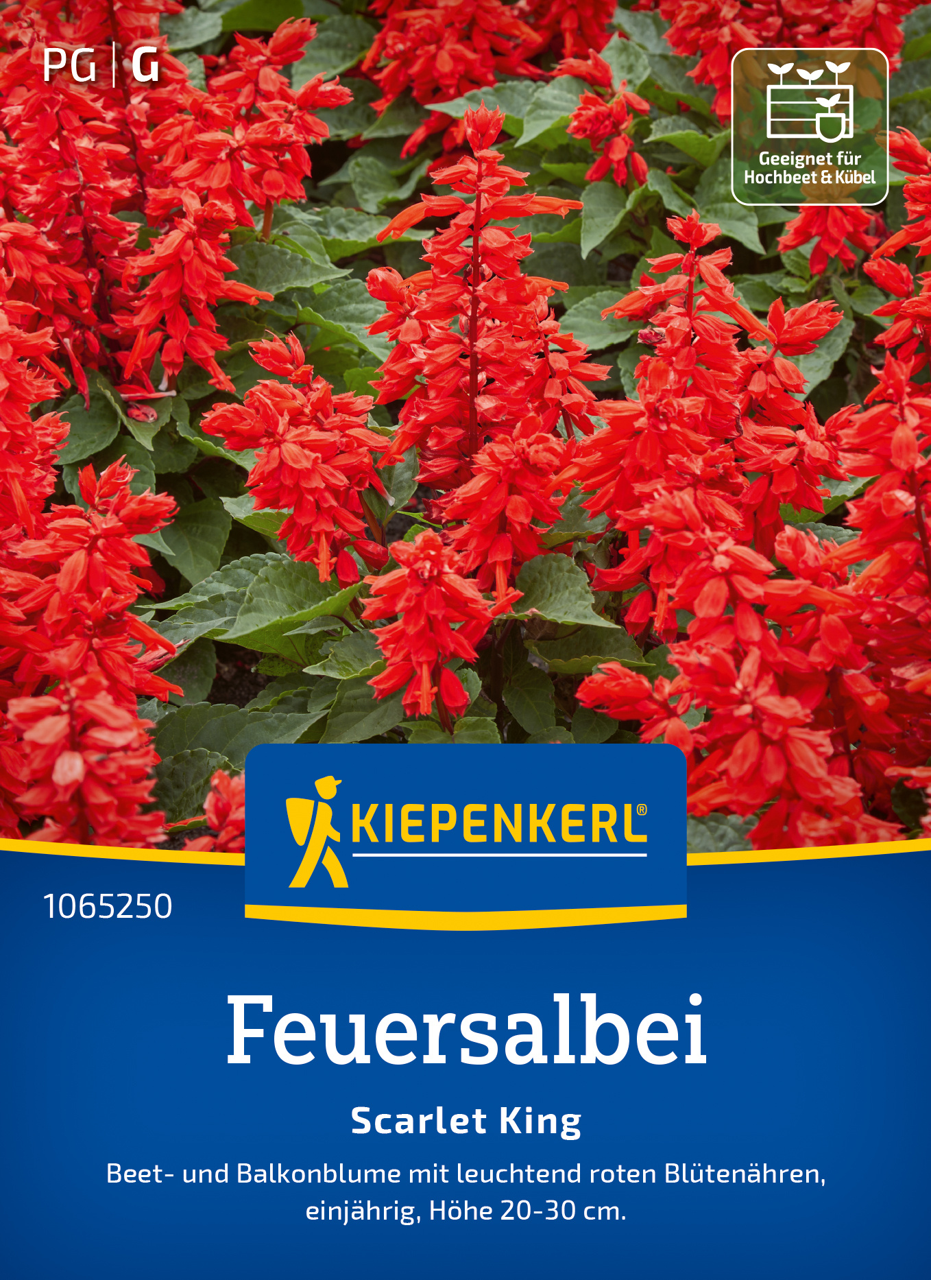 Feuersalbei Scarlet King