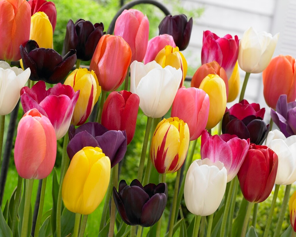 Einfache Späte Tulpen Mischung Einfache Späte Tulpen Mischung