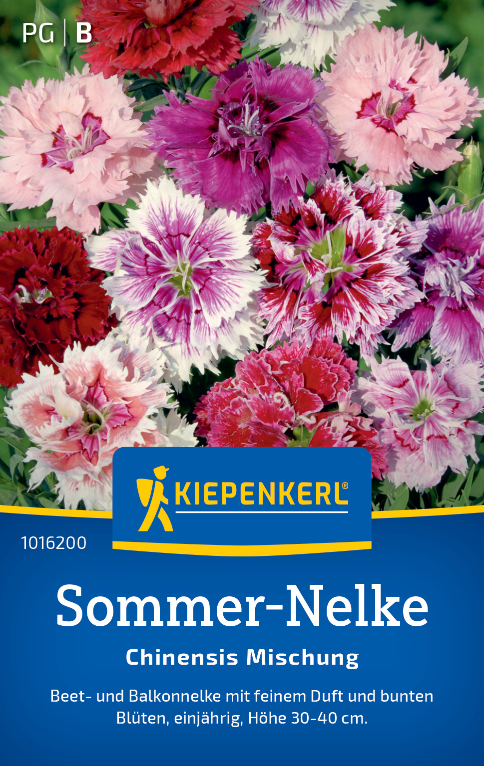 Sommer-Nelke Chinensis Mischung