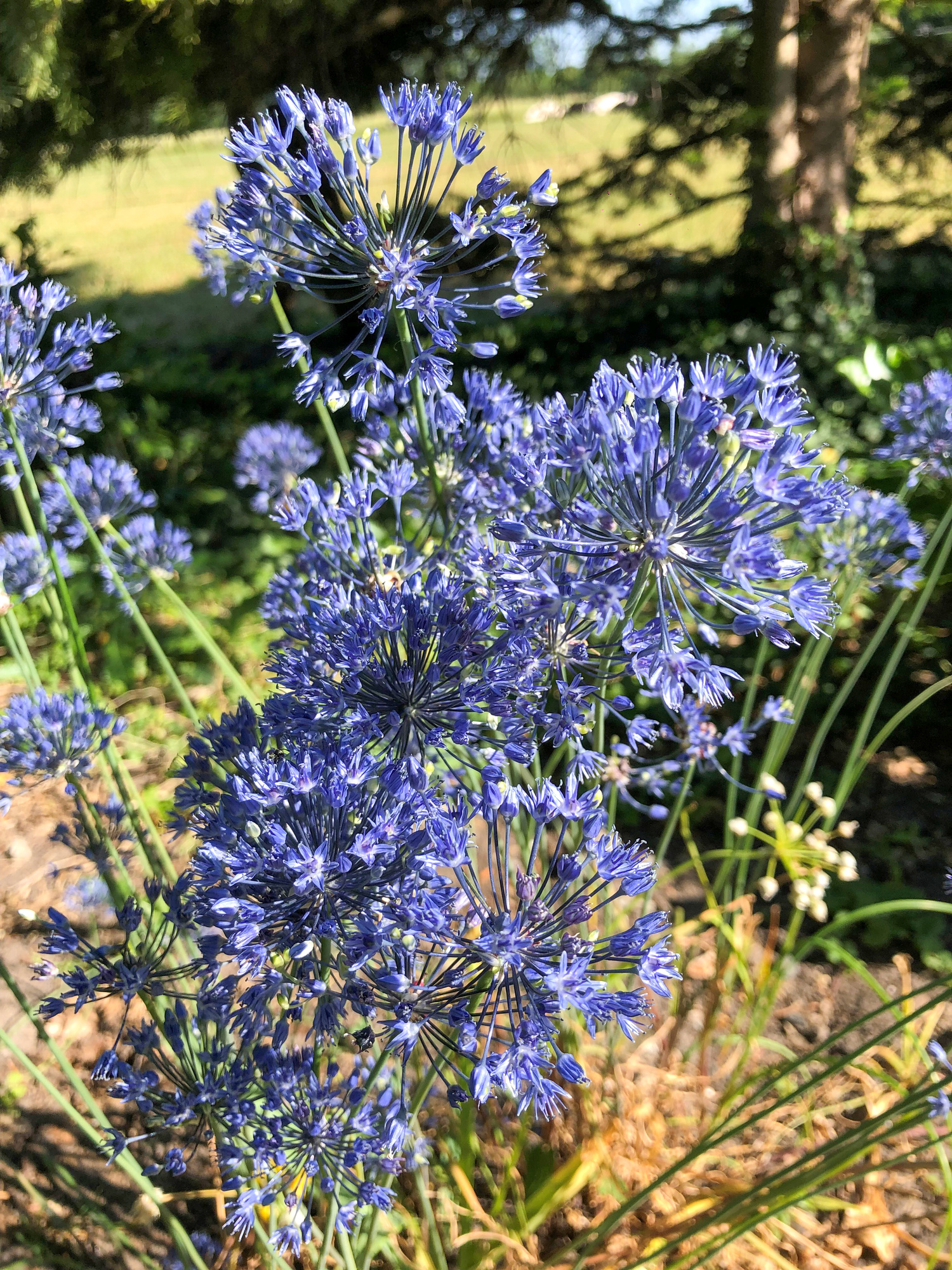 Allium caeruleum Allium caeruleum