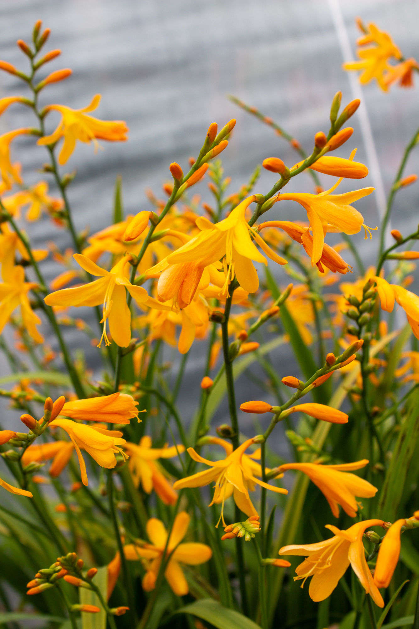 Crocosmien George Davison