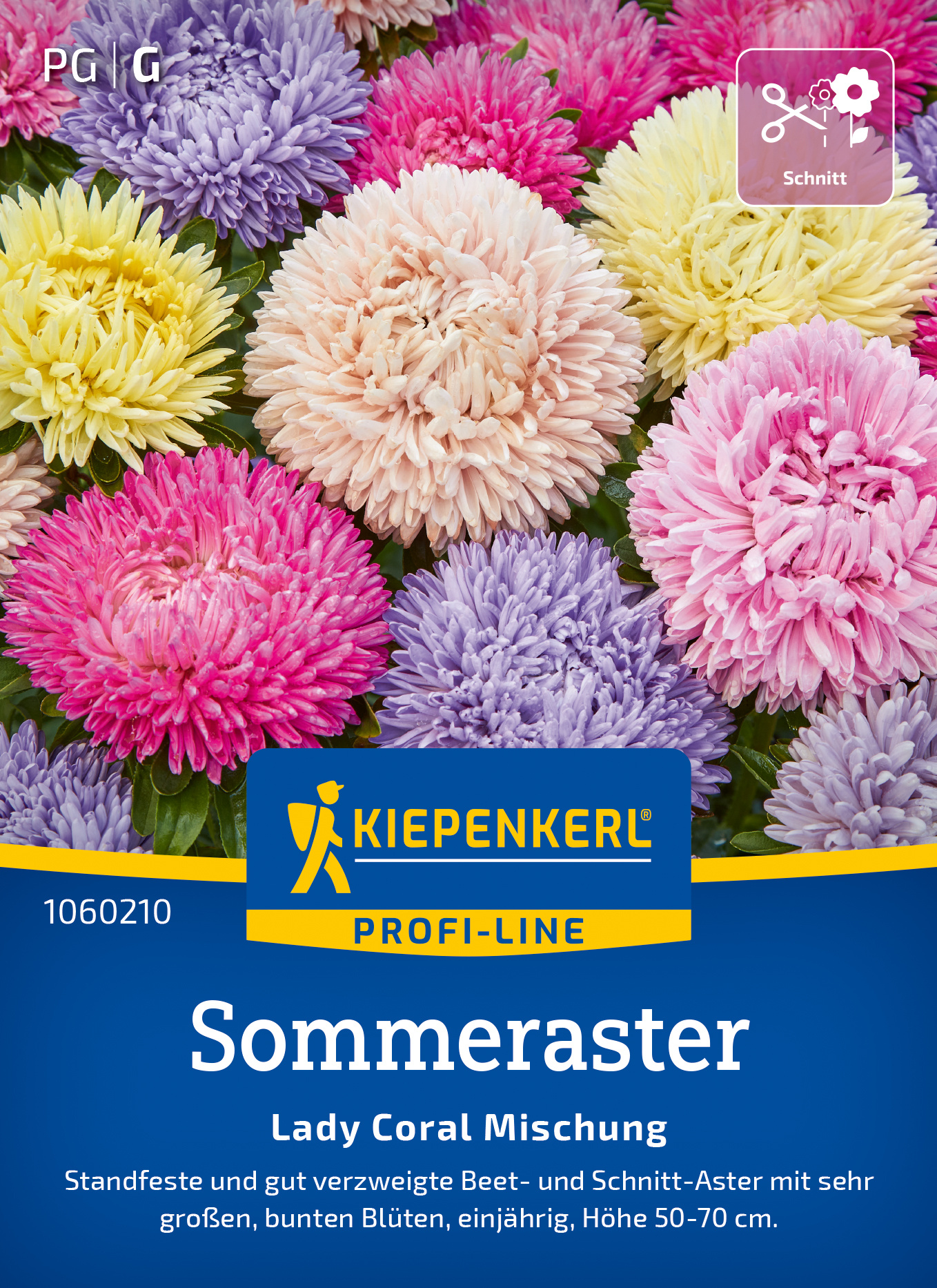 Sommeraster Lady Coral Mischung