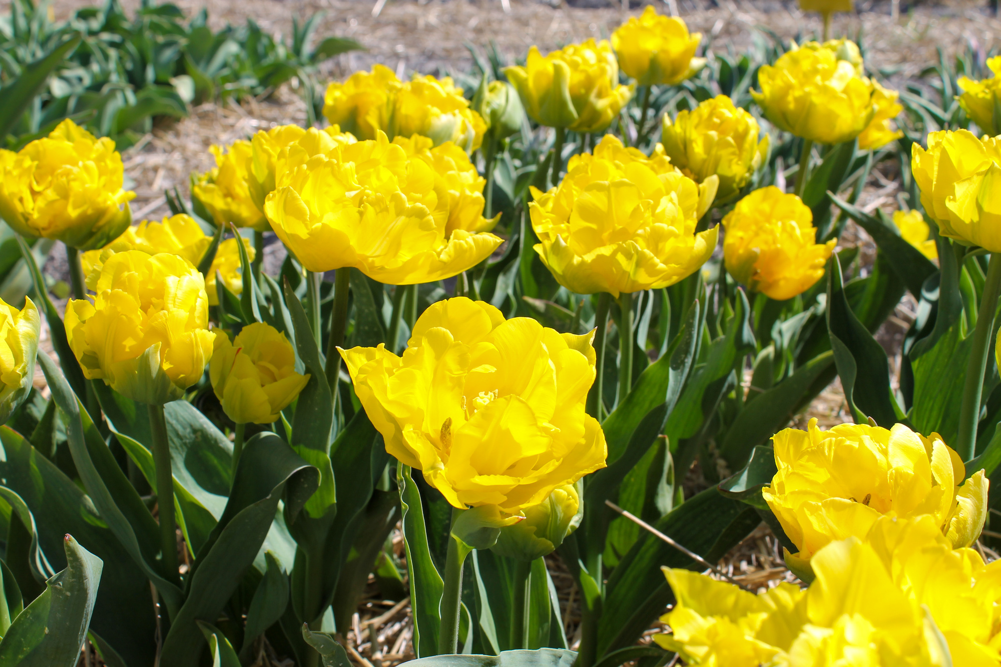 Gefüllte Frühe Tulpen Marie Jo Gefüllte Frühe Tulpen Marie Jo