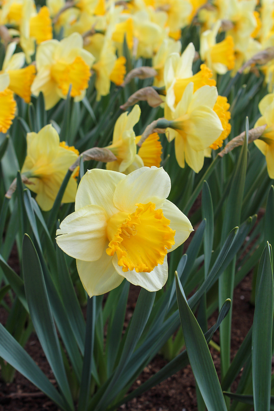 Großkronige Narzissen Signor Großkronige Narzissen Signor