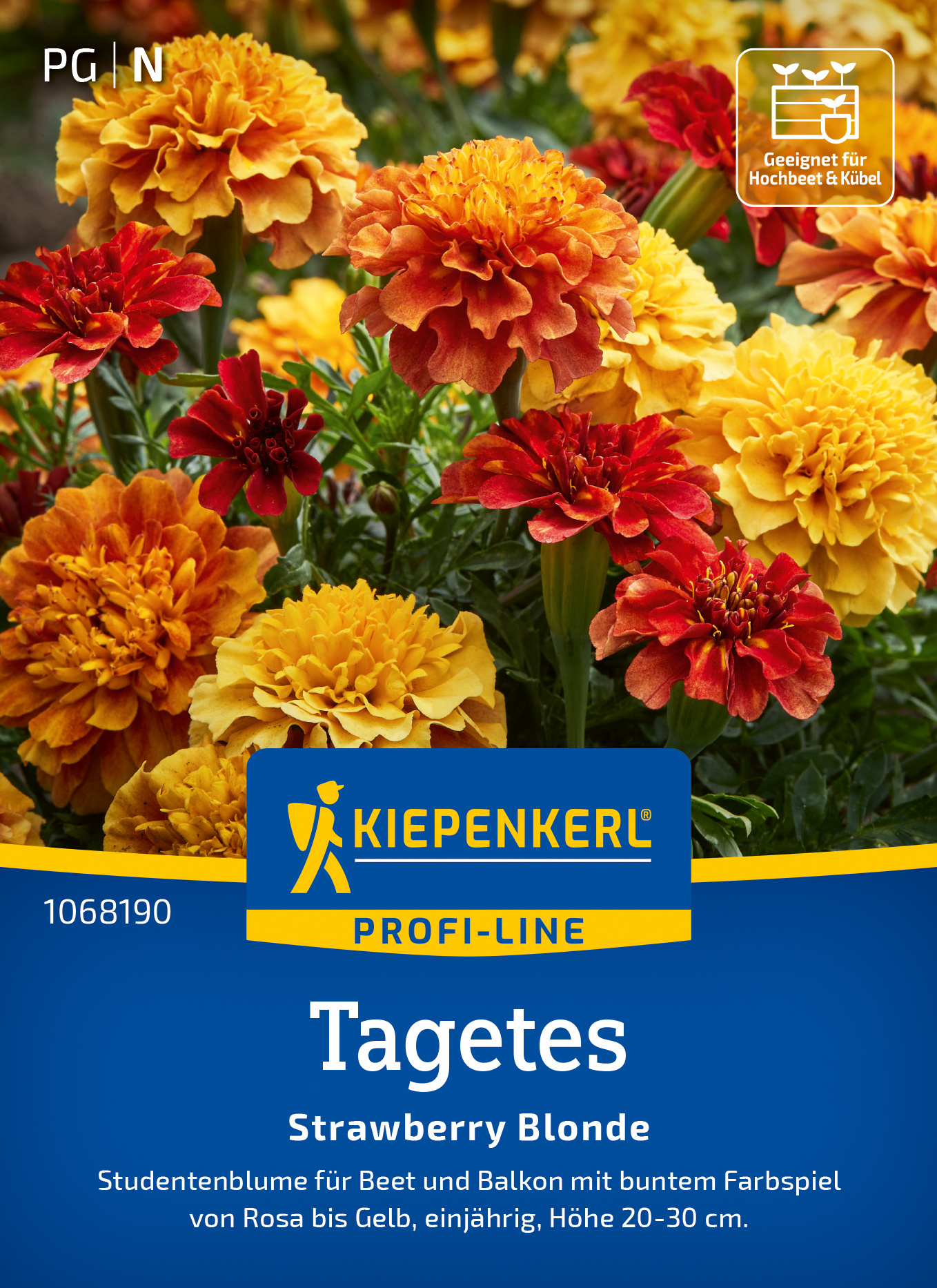 Tagetes Strawberry Blonde Tagetes Strawberry Blonde