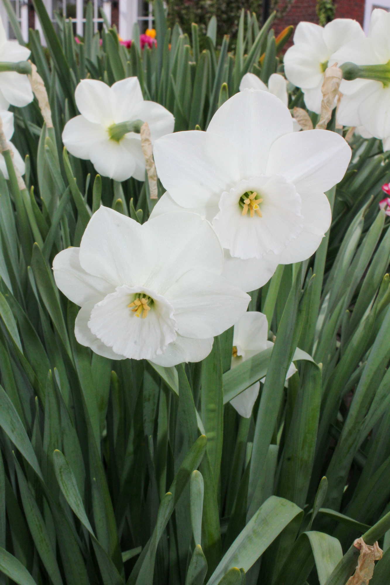 Großkronige Narzissen Misty Glen Großkronige Narzissen Misty Glen