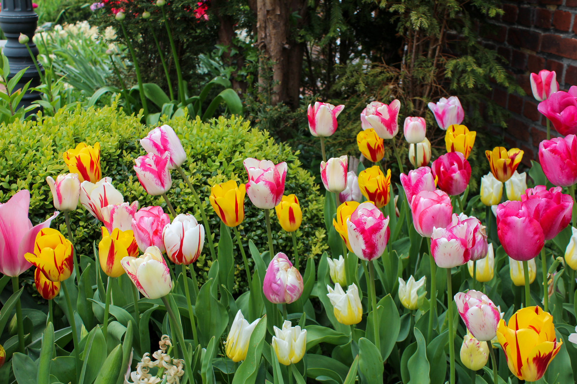 Rembrandt Tulpen Mischung Rembrandt Tulpen Mischung