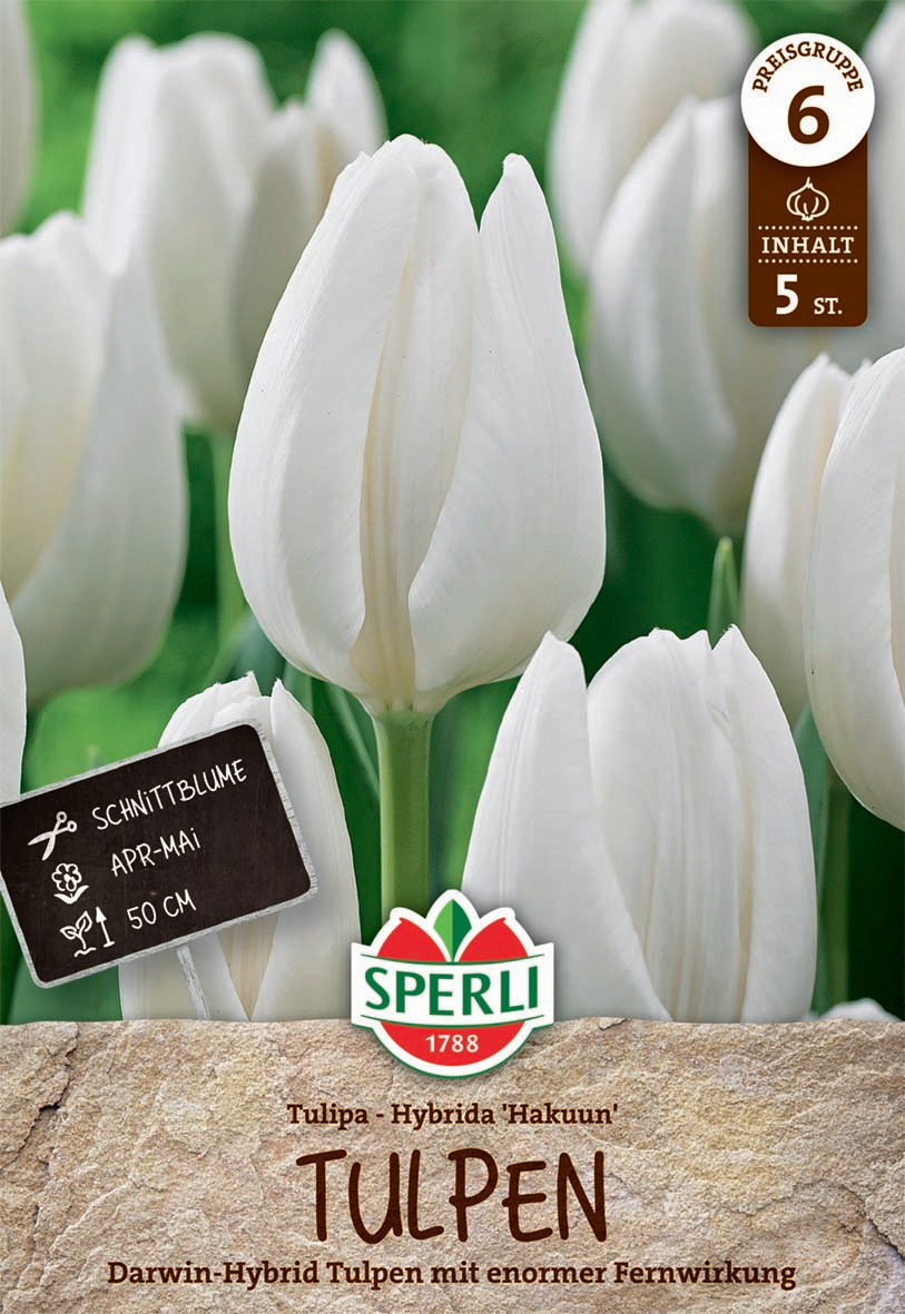 Premium Darwin-Hybrid-Tulpe Hakuun