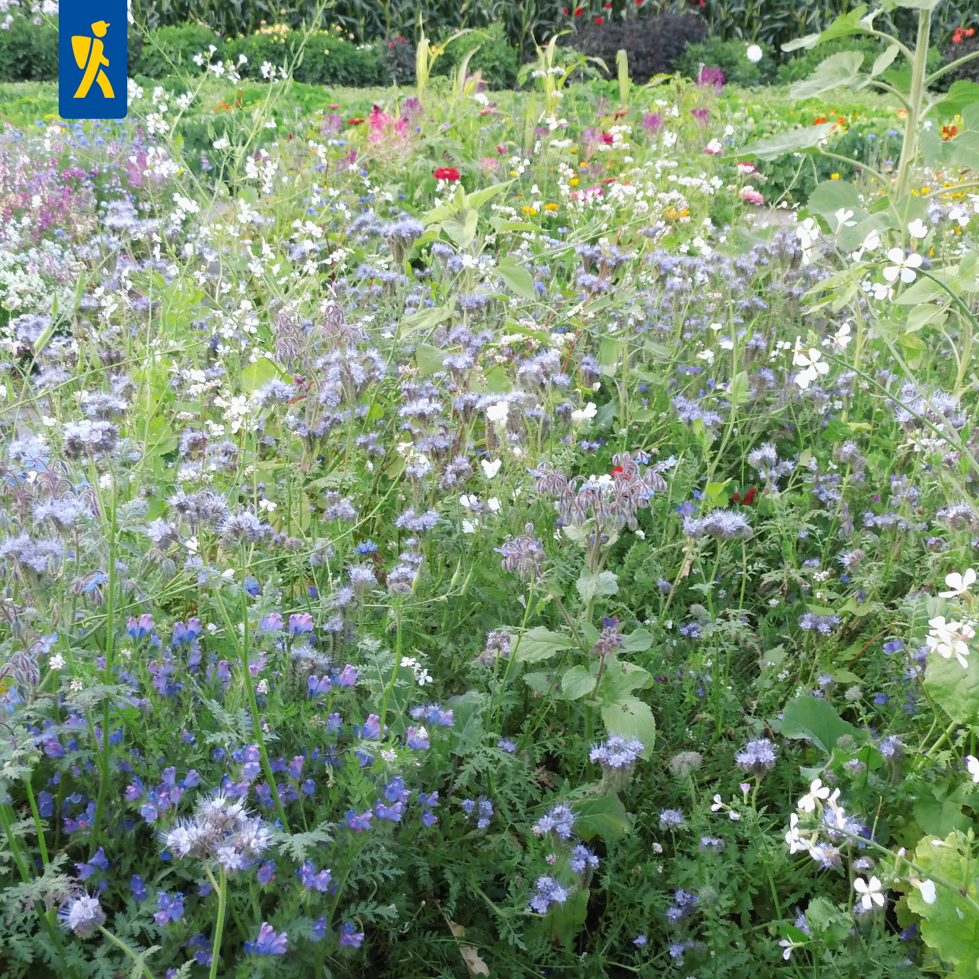 Bienenfutterpflanzen einjährig Bienenfutterpflanzen einjährig