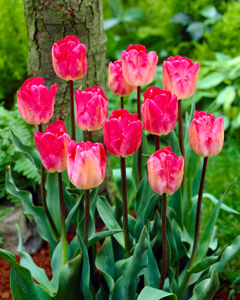 Triumph-Tulpen Gander`s Rhapsody