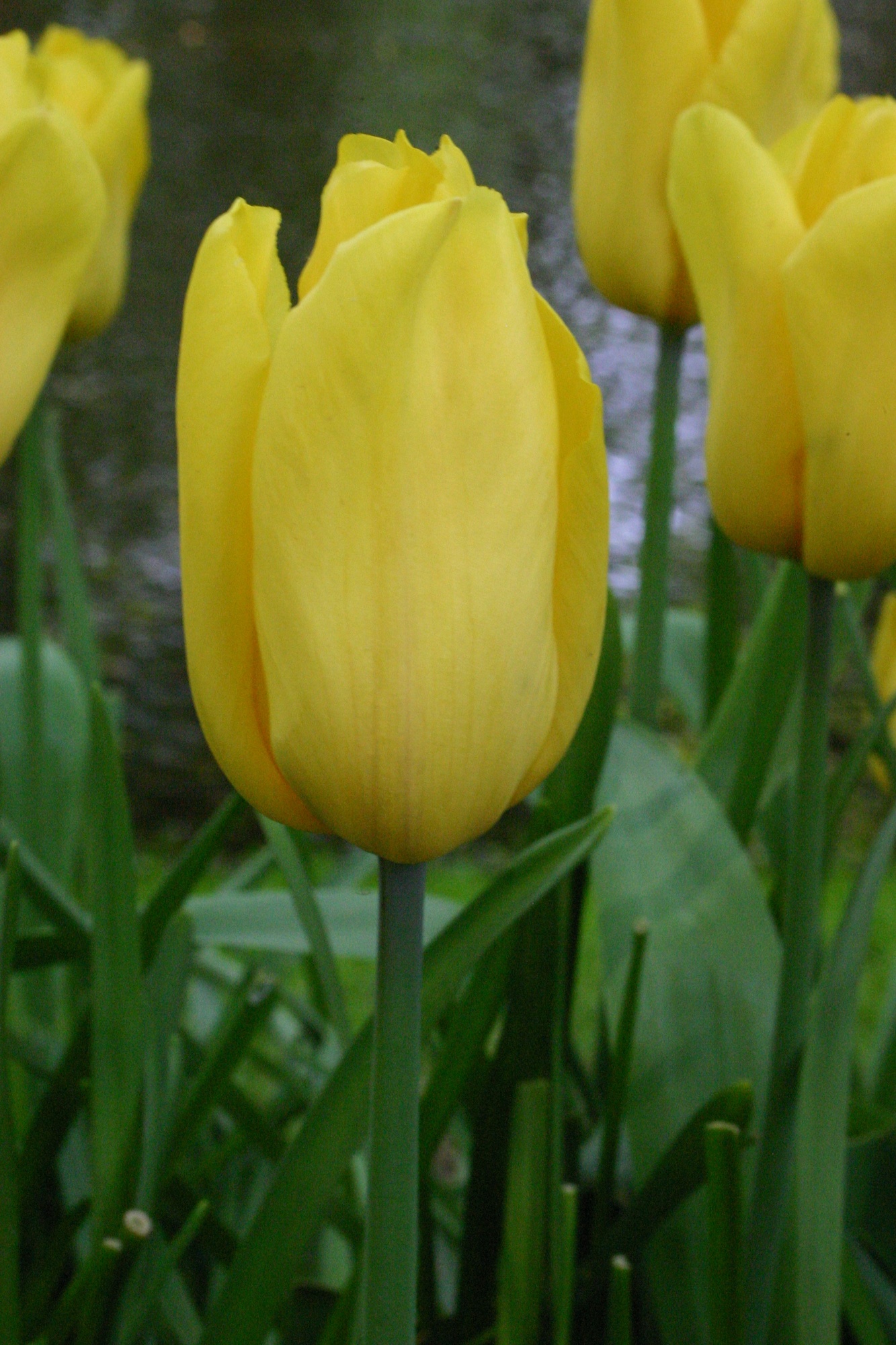 Triumph-Tulpen Strong Gold