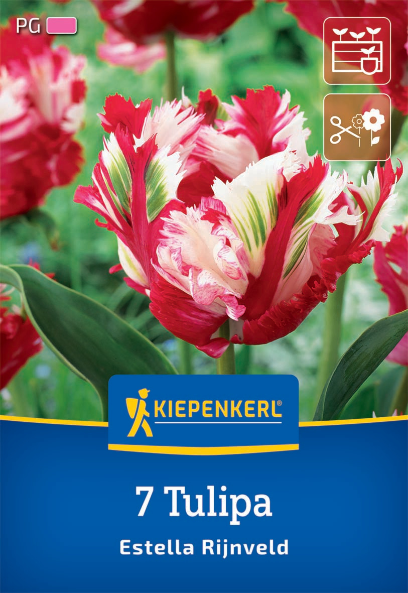 Papagei Tulpe Estella Rijnveld