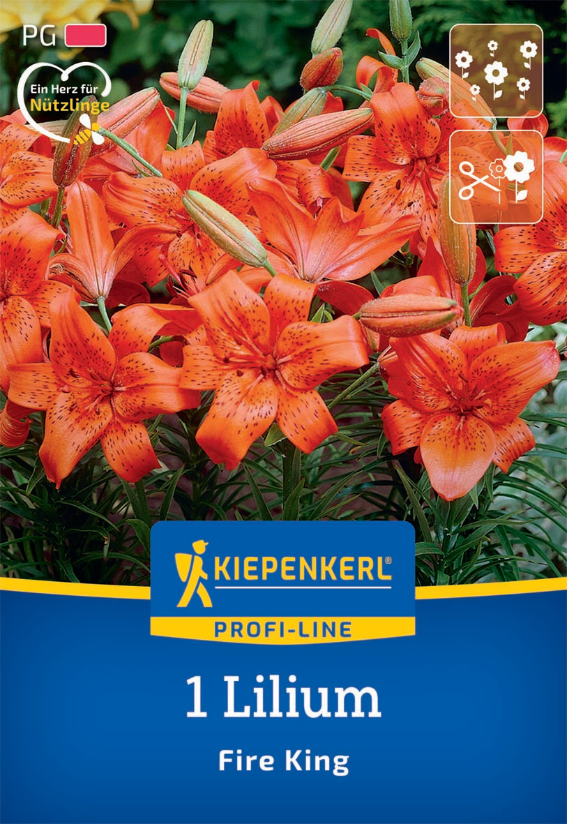 Profi-Line Asiatische Lilie Fire King