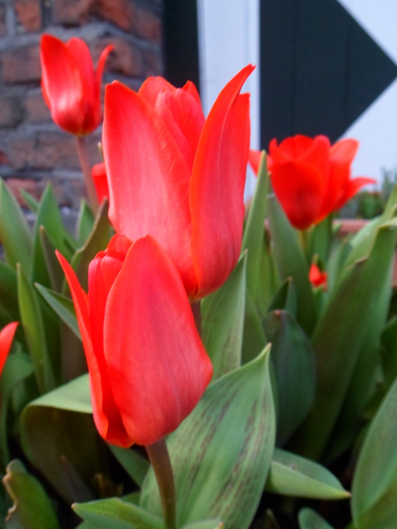 Kaufmanniana-Tulpen Showwinner Kaufmanniana-Tulpen Showwinner