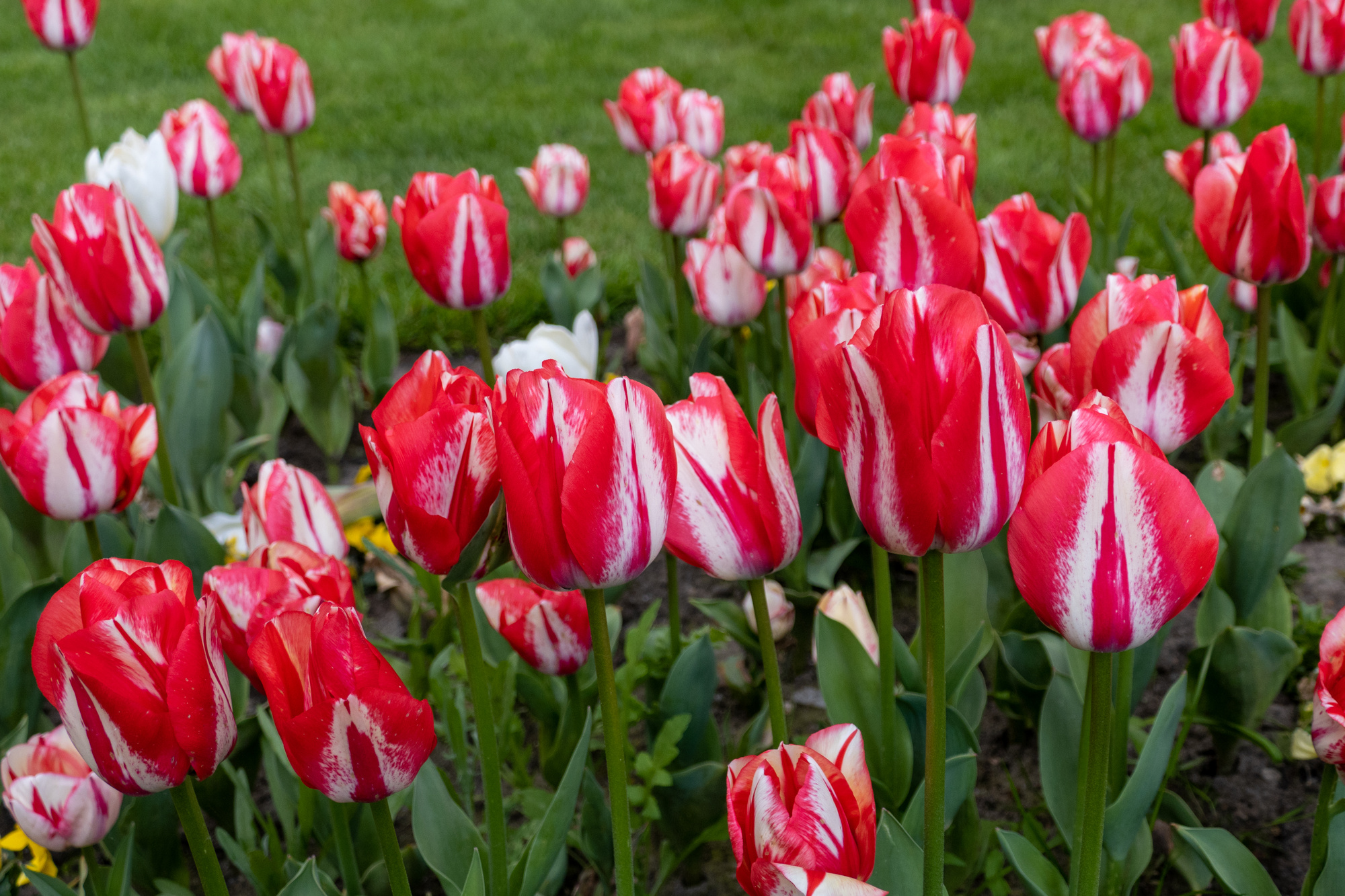 Triumph-Tulpen Spryng Break