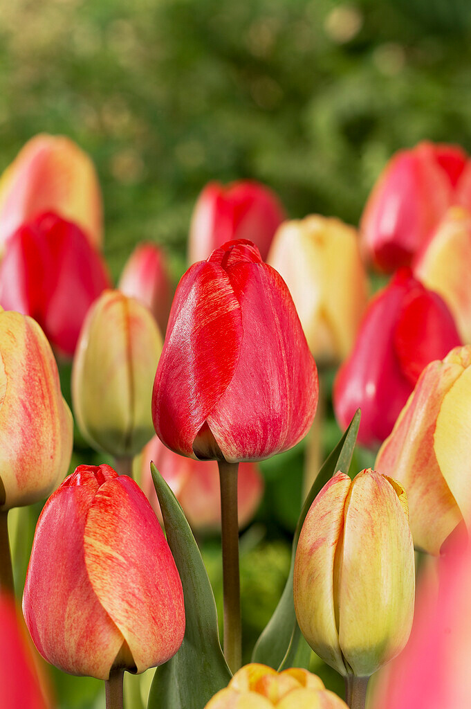 Darwin-Hybrid-Tulpen Gudoshnik Darwin-Hybrid-Tulpen Gudoshnik