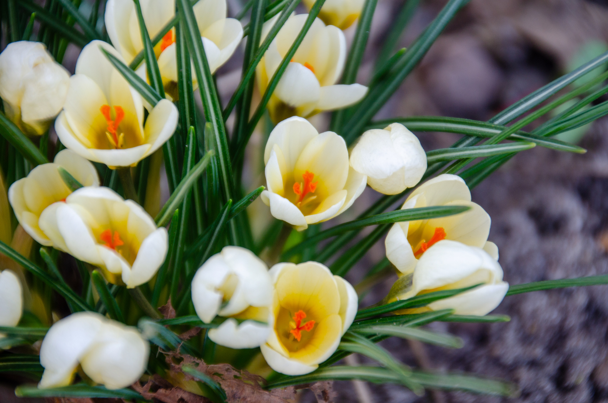 Crocus chrysanthus Cream Beauty