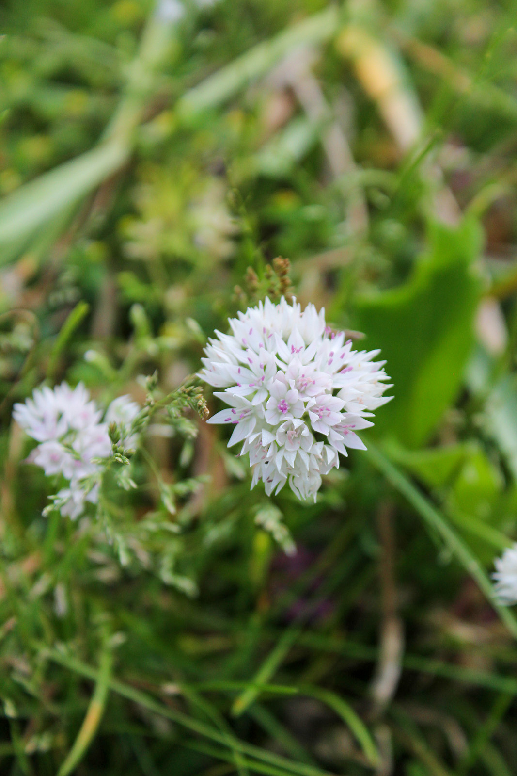 Allium amplectens Graceful Beauty Allium amplectens Graceful Beauty
