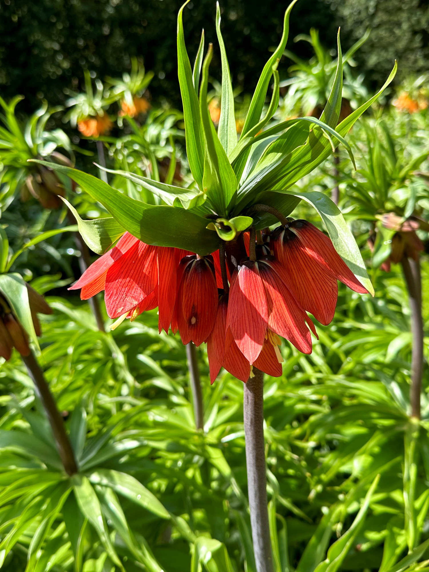 Fritillaria imperialis Rubra Fritillaria imperialis Rubra