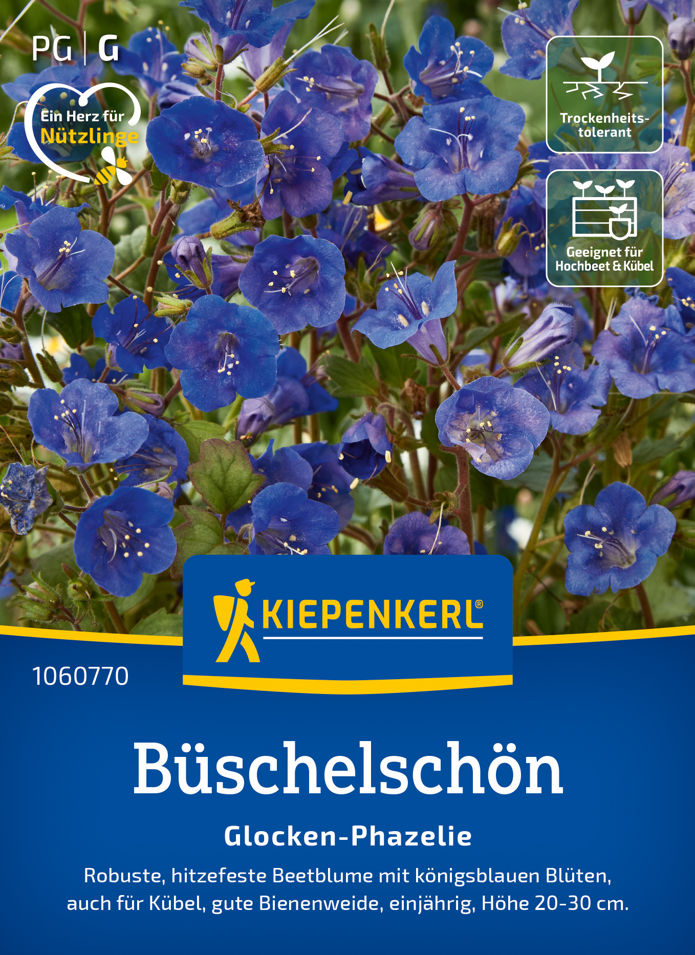 Büschelschön Glocken-Phazelie
