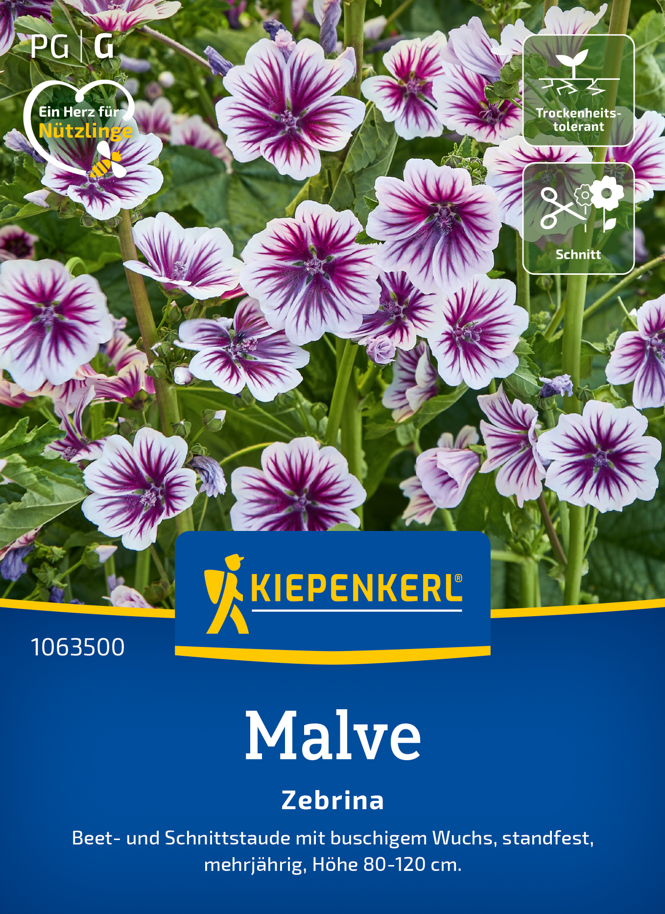 Malve Zebrina