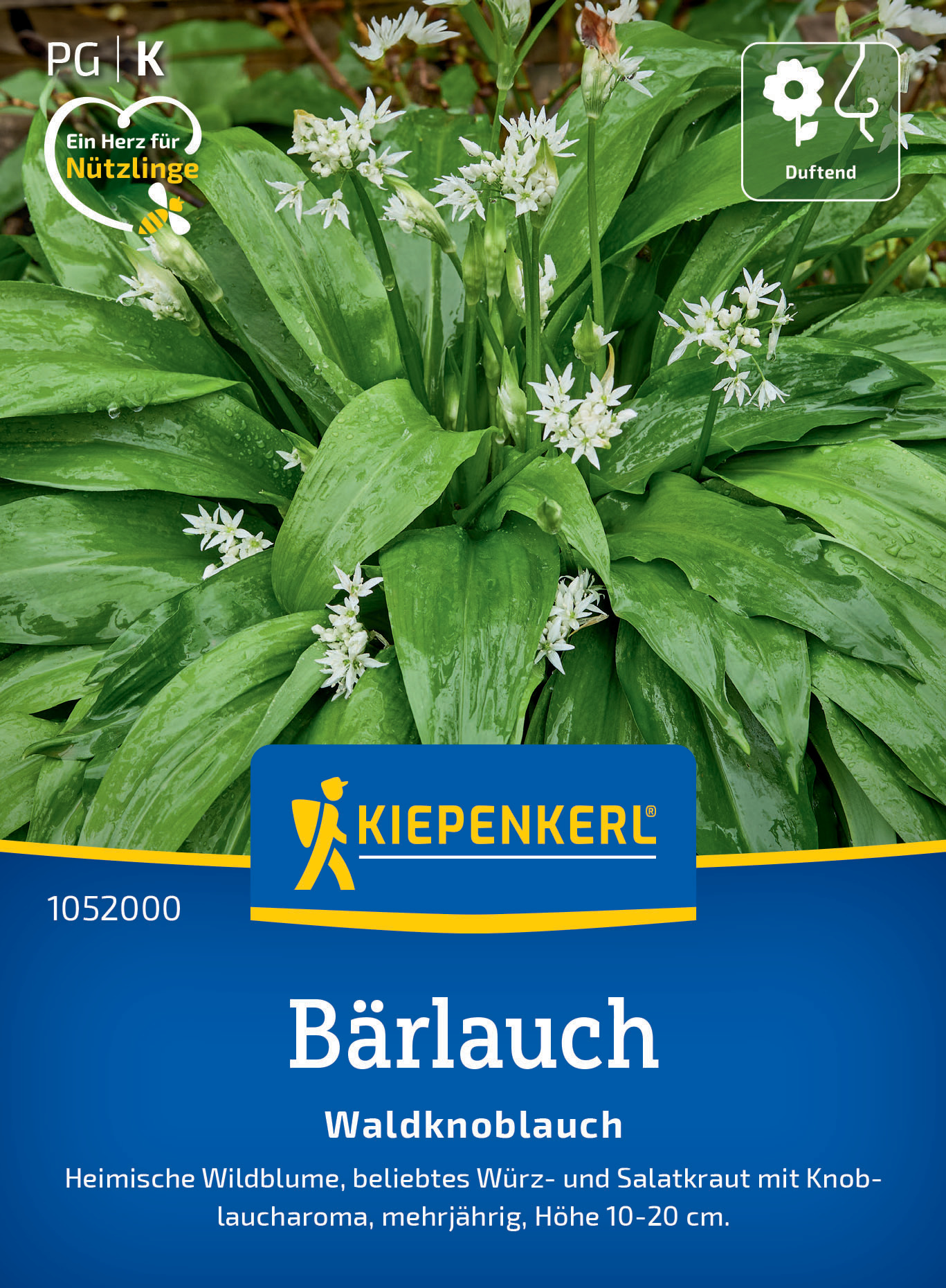 Bärlauch Waldknoblauch