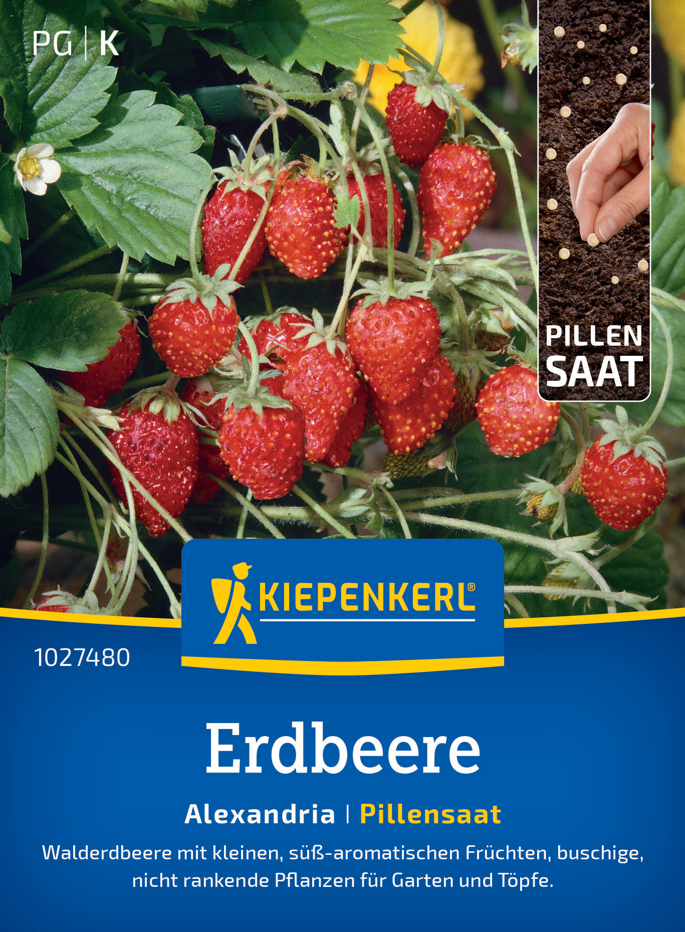 Erdbeere Alexandria, Pillensaat
