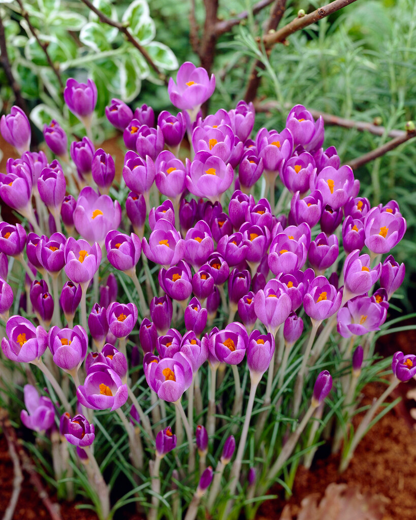 Crocus etruscus Zwanenburg Crocus etruscus Zwanenburg