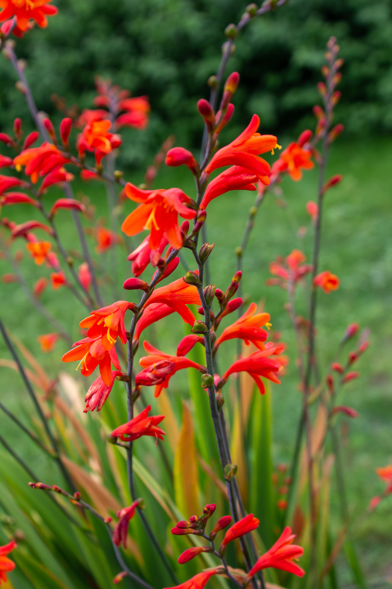 Crocosmien Meteore