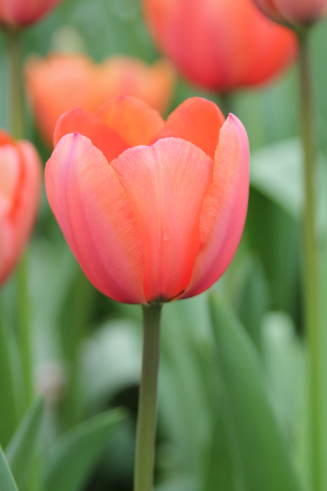 Darwin-Hybrid-Tulpen Apricot Impression Darwin-Hybrid-Tulpen Apricot Impression