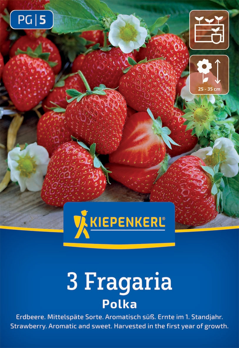 Erdbeeren Polka Fragaria x ananassa Erdbeeren Polka Fragaria x ananassa