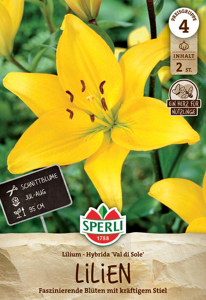Lilie Val di Sole