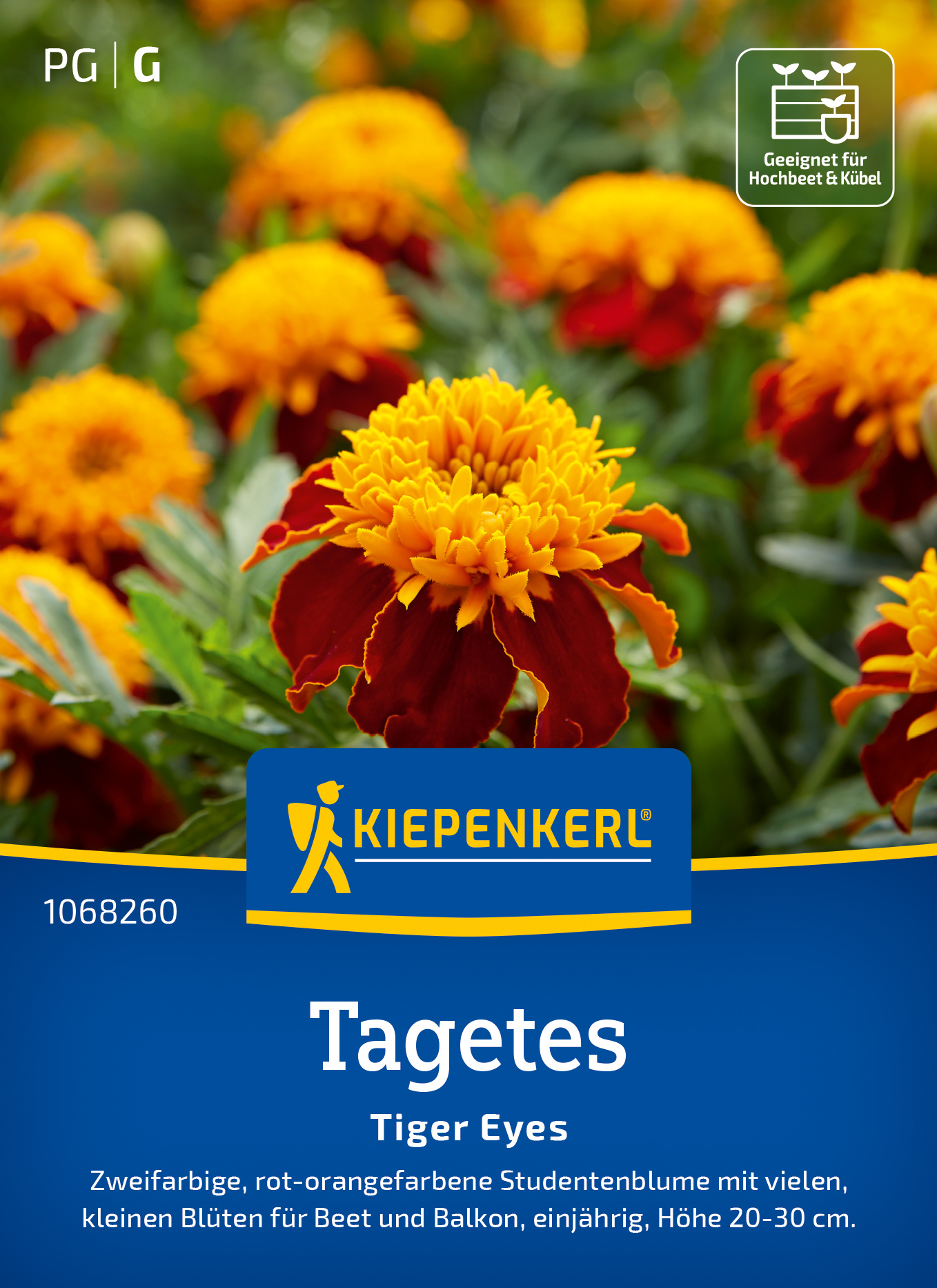 Tagetes Tiger Eyes Tagetes Tiger Eyes