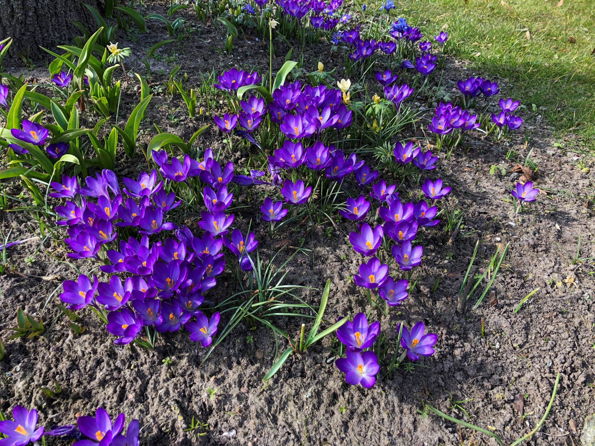 Crocus tommasinianus Ruby Giant Crocus tommasinianus Ruby Giant