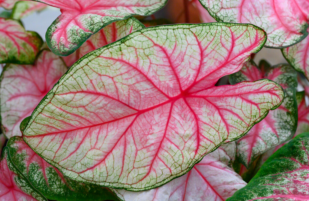 Caladium Fiesta