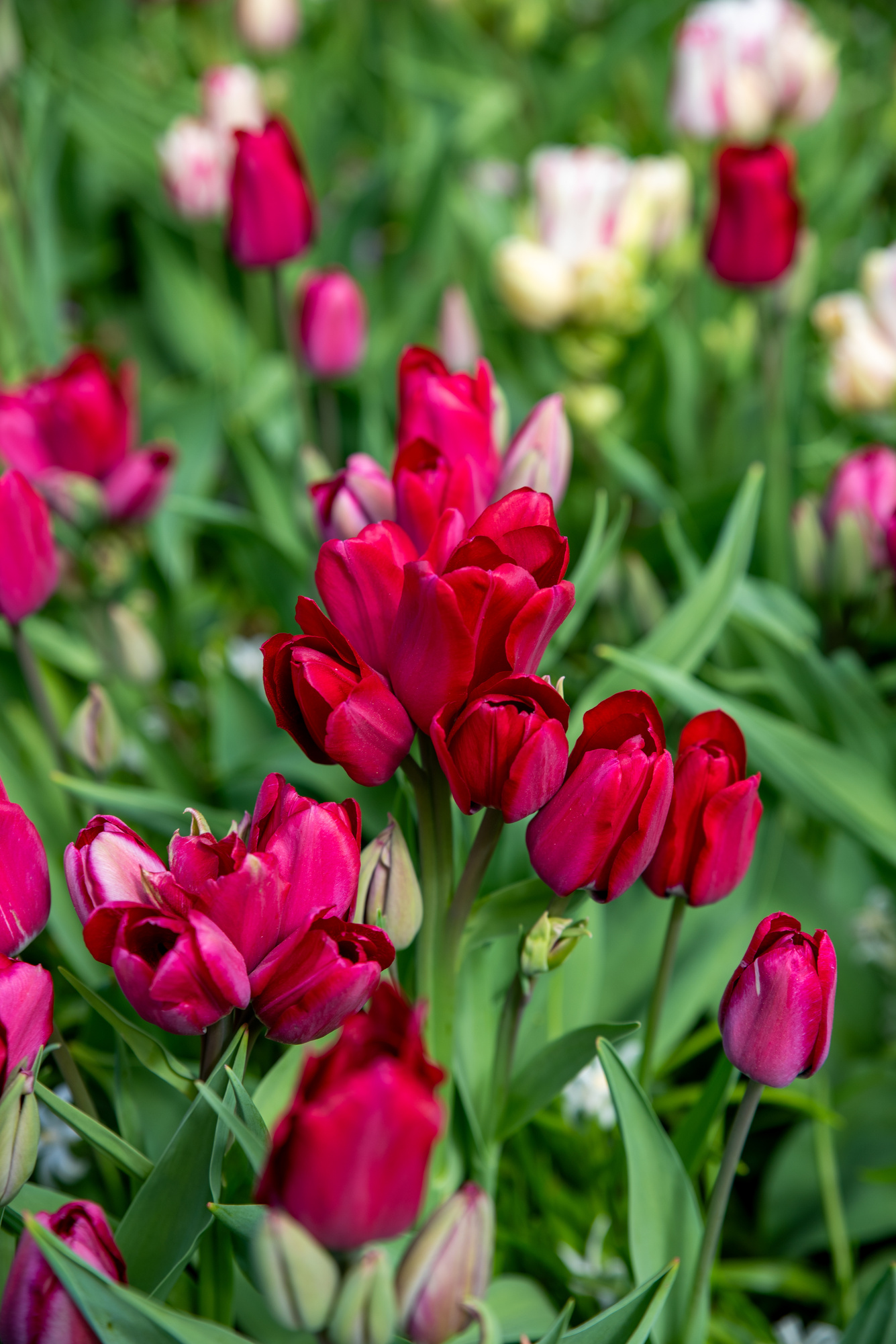 Einfache Späte Tulpen Fiery Club Einfache Späte Tulpen Fiery Club