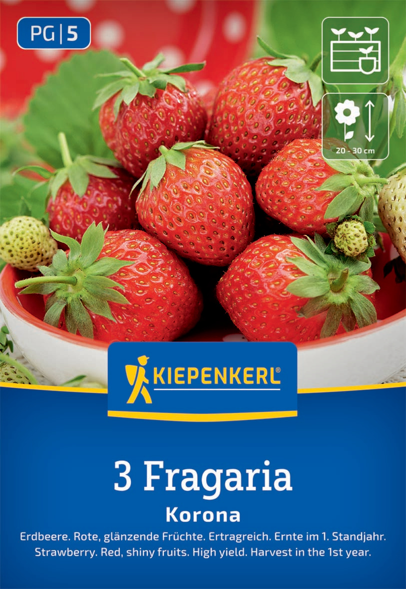 Erdbeeren Korona Fragaria x ananassa Erdbeeren Korona Fragaria x ananassa