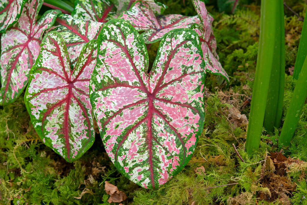 Caladium Tapestry
