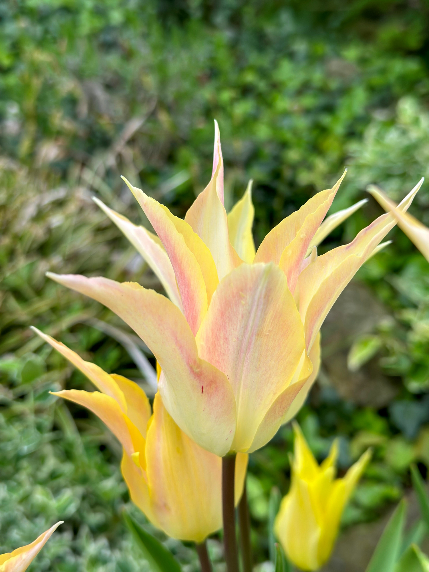 Lilienblütige Tulpen Moonblush Lilienblütige Tulpen Moonblush