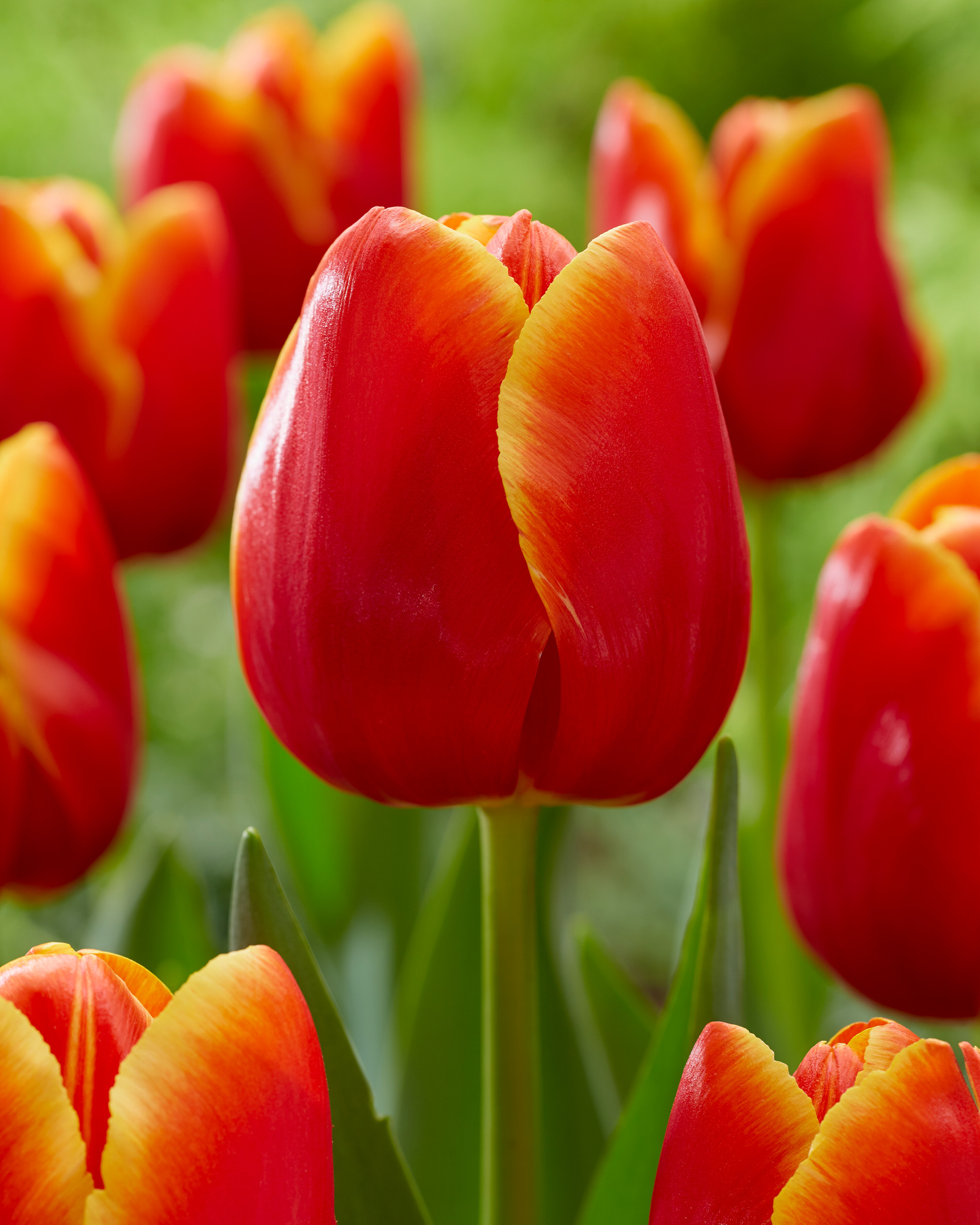 Triumph-Tulpen Verandi