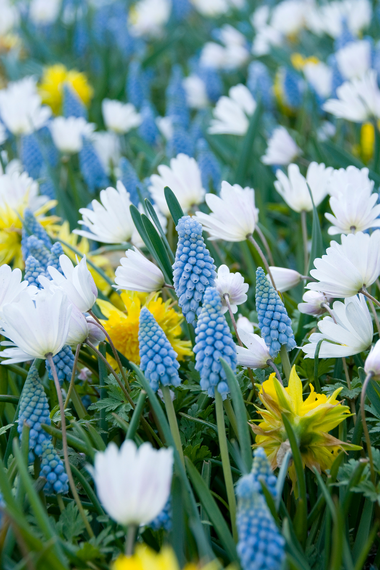 Mischung Frühling in Blau,Weiss, Gelb 500 St Mischung Frühling in Blau,Weiss, Gelb 500 St