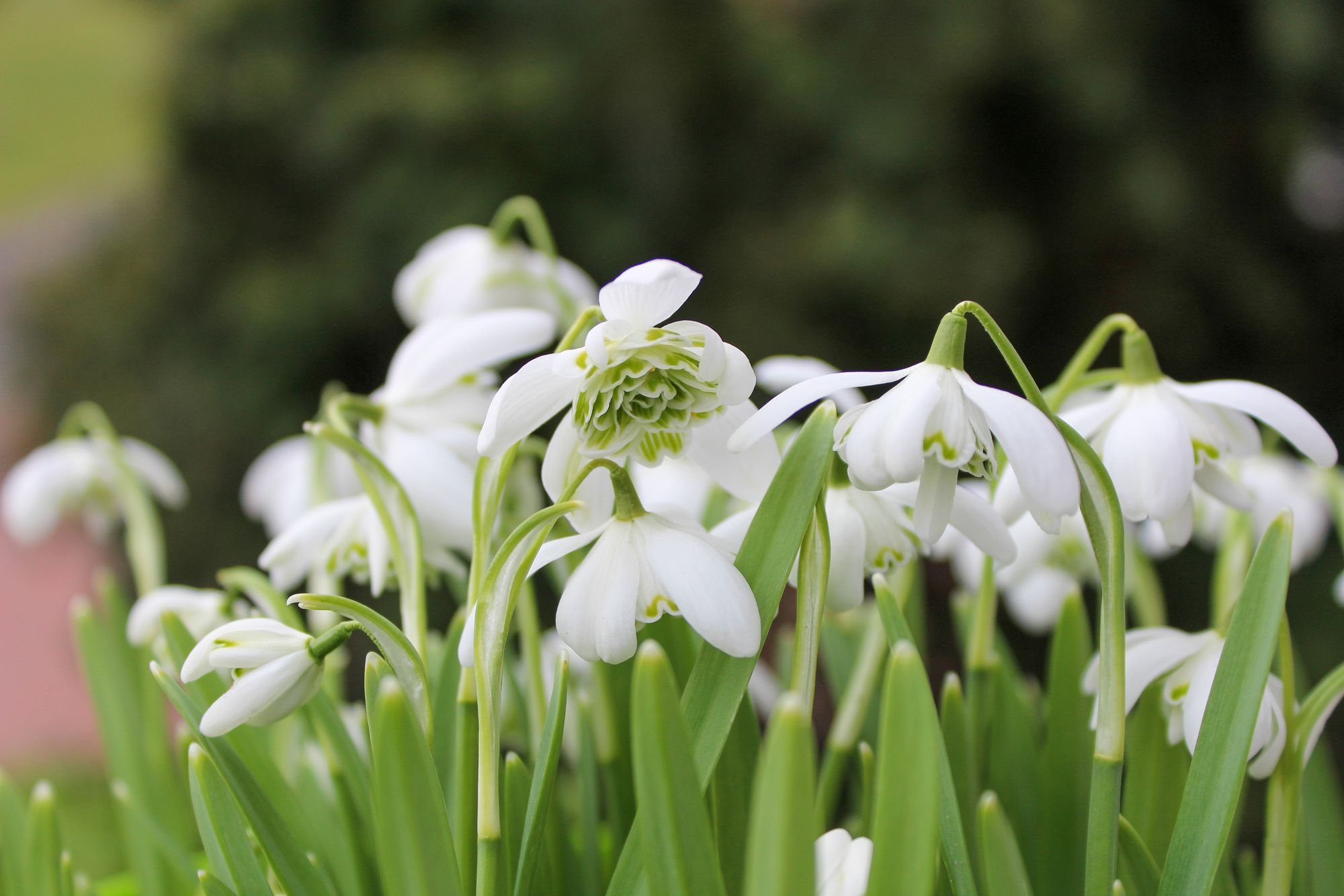 Galanthus nivalis Flore Pleno Galanthus nivalis Flore Pleno