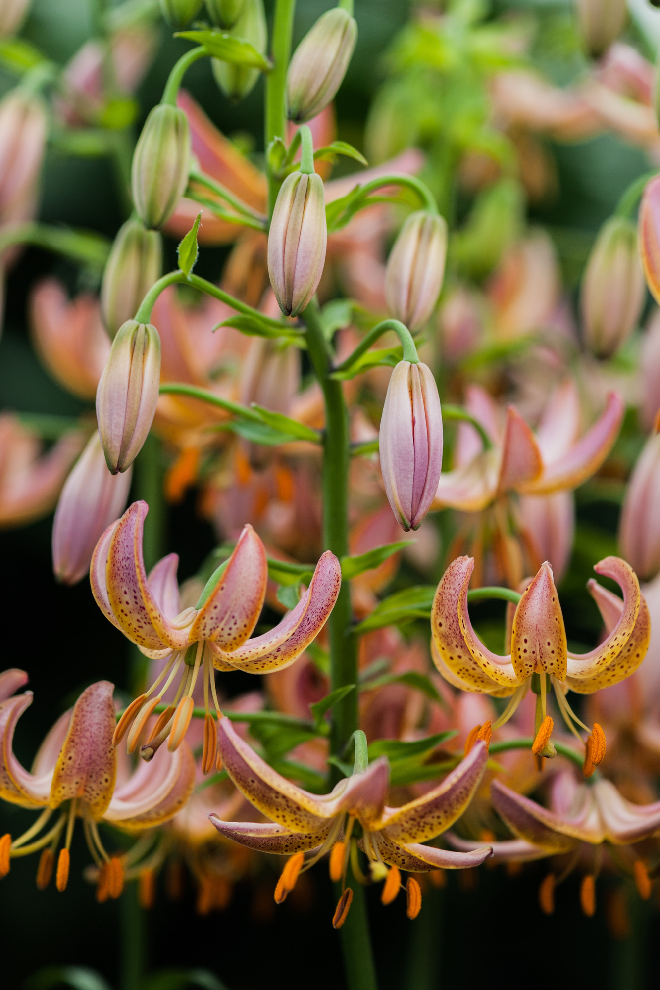 Lilium martagon Fairy Morning Lilium martagon Fairy Morning