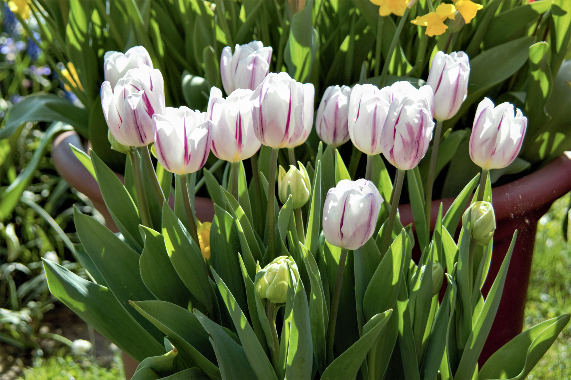 Einfache Frühe Tulpen Flaming Prince Einfache Frühe Tulpen Flaming Prince