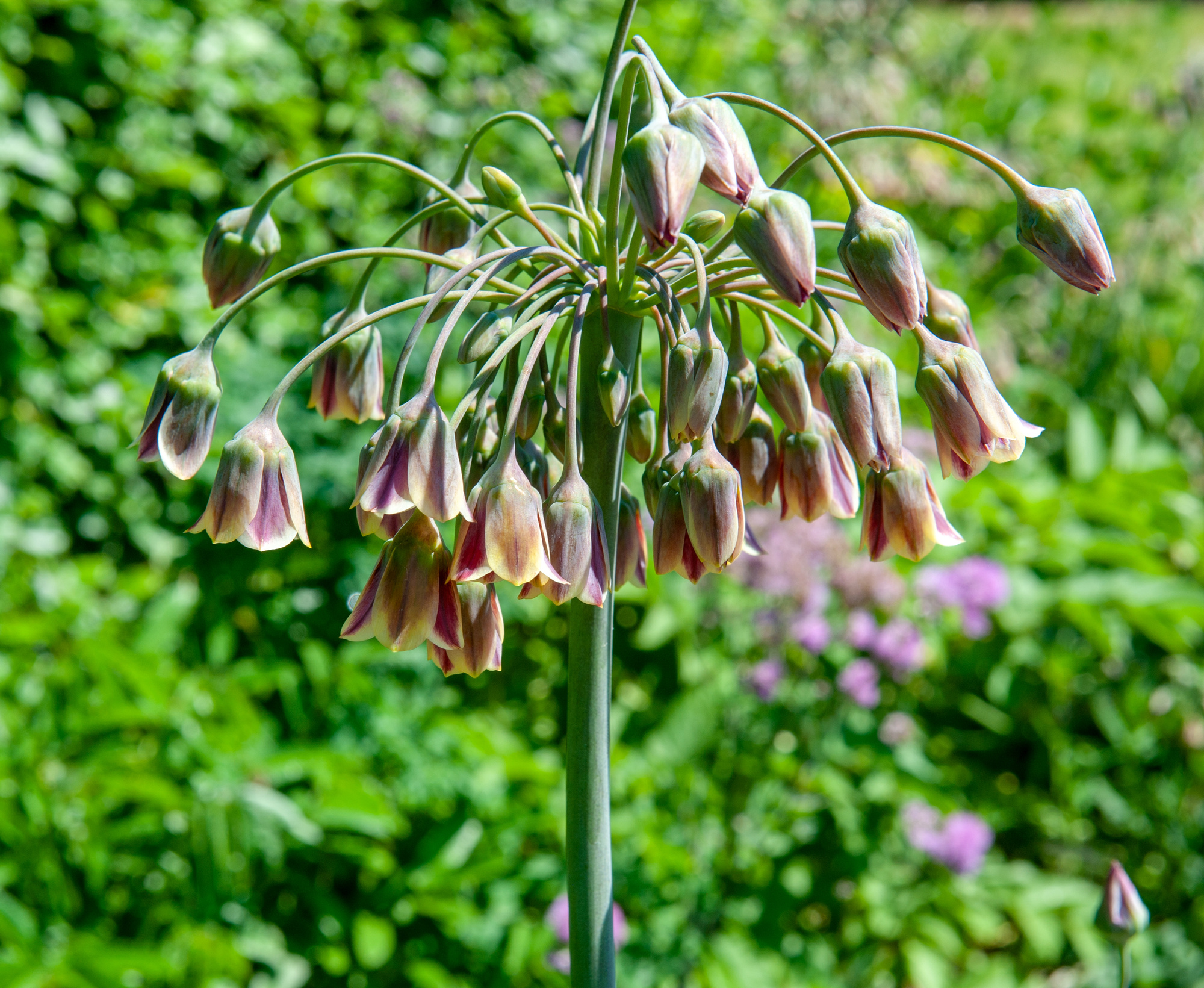 Allium siculum (syn. Nectaroscordum siculum) Allium siculum (syn. Nectaroscordum siculum)