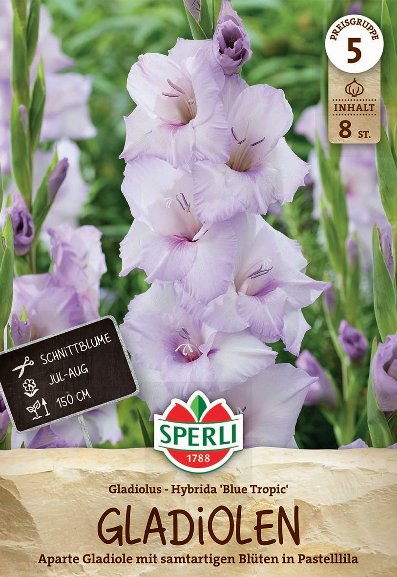 Gladiole Blue Tropic Gladiole Blue Tropic