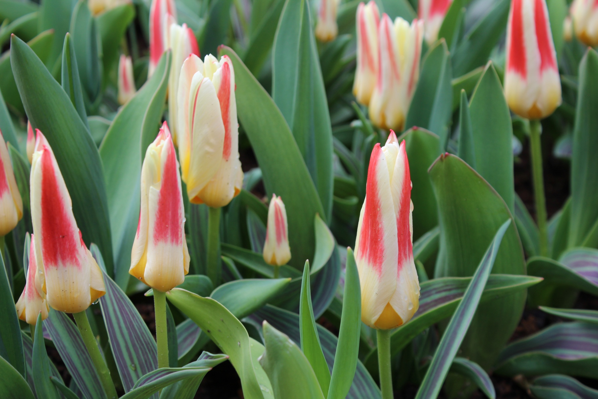 Kaufmanniana-Tulpen Johann Strauss Kaufmanniana-Tulpen Johann Strauss