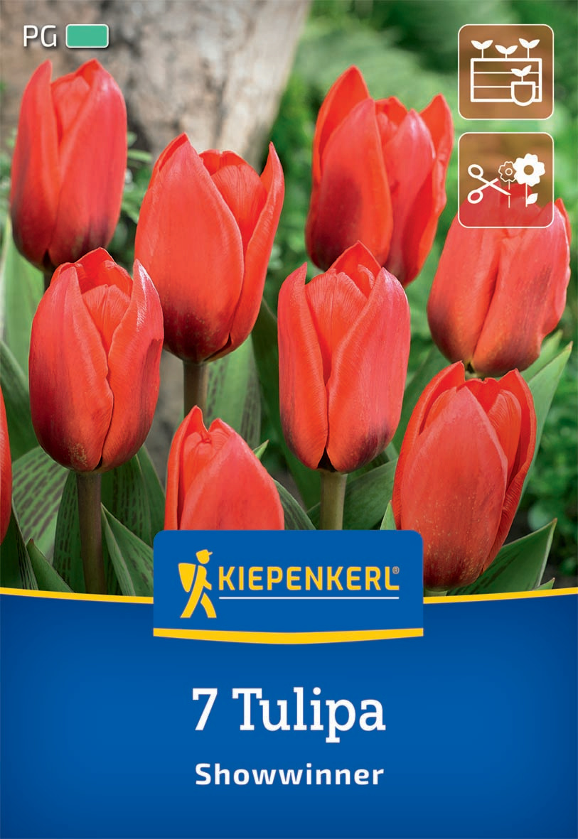 Kaufmanniana-Tulpe Showwinner