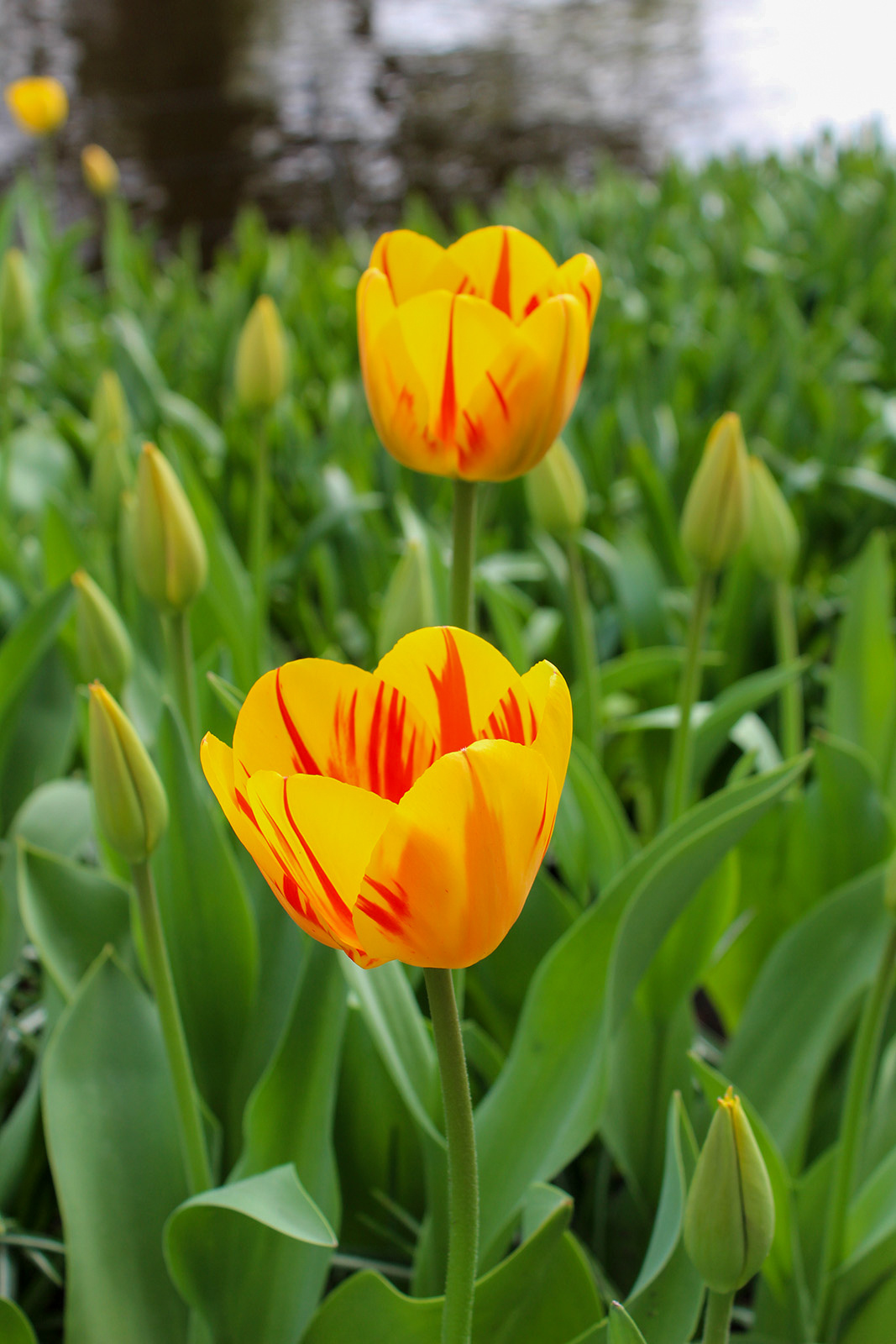 Triumph-Tulpen Washington