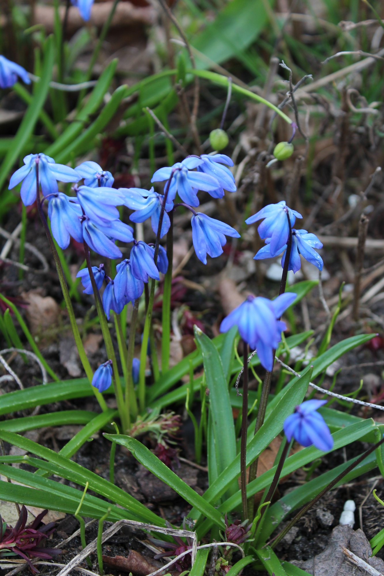 Scilla siberica Scilla siberica